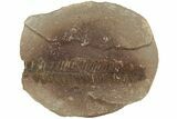 Fossil Fern (Pecopteris) Nodule Pos/Neg - Mazon Creek #184640-1